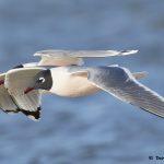 7708 Breeding Franklin's Gull (Leucophaeus pipixcan), Galveston, Texas