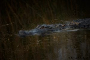 7771 American Alligator, Anahuac NWR, Texas