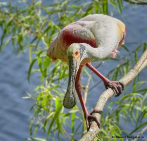 7783 Roseate Spoonbill (Platalea ajaja), Smith Oaks Rookery, High Island, Texas