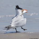 7785 Mating Ritual, Royal Tern (Thalasseus maximus), Galveston, Texas