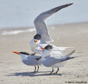 7804 Mating Royal Terns (Thalasseus maximus), Galveston, Texas