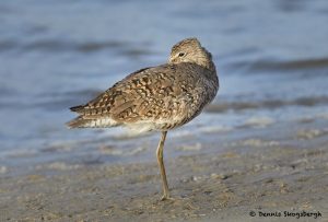 7788 Willet (Tringa semipalmata), Galveston, Texas