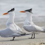 7760 Mating Ritual, Royal Tern (Thalasseus maximus), Galveston, Texas