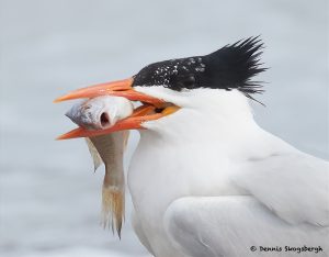 7762 Royal Tern (Thalasseus maximus), Galveston, Texas