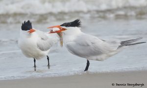 7757 Mating Ritual, Royal Terns (Thalasseus maximus), Galveston, Texas