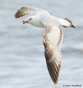 7755 Herring Gull (Laurs argentatus), Galveston, Texas