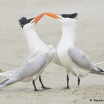 77614 Mating Ritual, Royal Tern (Thalasseus maximus), Galveston, Texas