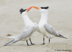 77614 Mating Ritual, Royal Tern (Thalasseus maximus), Galveston, Texas