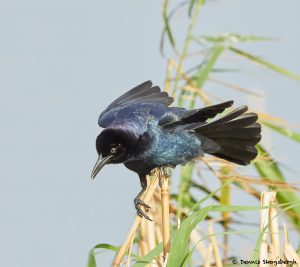 7852 Boat-tailed Grackle (Quiscalus major), Anahuac NWR, Texas