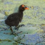 7858 Common Gallinule Chick (Gallinula galeata), Anahuac NWR, Texas