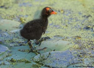 7858 Common Gallinule Chick (Gallinula galeata), Anahuac NWR, Texas