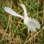 7833 Nesting Cattle Egret (Bubulcus ibis), Anahuac NWR, Texas