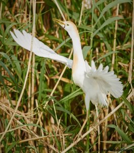 7833 Nesting Cattle Egret (Bubulcus ibis), Anahuac NWR, Texas