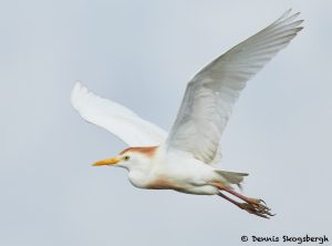 7821 Breeding Cattle Egret (Bubulcus ibis), Anahuac NWR, Texas