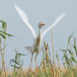 7822 Nesting Cattle Egret (Bubulcus ibis), Anahuac NWR, Texas