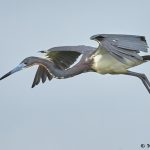 7844 Tri-colored Heron (Egretta tricolor), Anahuac NWR, Texas