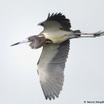 7848 Tri-colored Heron (Egretta tricolor), Anahuac NWR, Texas