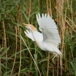 7824 Nesting Cattle Egret (Bubulcus ibis), Anahuac NWR, Texas