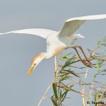 7825 Nesting Cattle Egret (Bubulcus ibis), Anahuac NWR, Texas