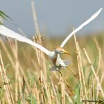 7826 Nesting Cattle Egret (Bubulcus ibis), Anahuac NWR, Texas