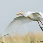 7827 Nesting Cattle Egret (Bubulcus ibis), Anahuac NWR, Texas