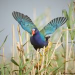 7808 Purple Gallinule (Porphyrio martinica), Anahuac NWR, Texas