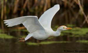 7828 Breeding Cattle Egret (Bubulcus ibis), Anahuac NWR, Texas