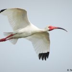 7809 Breeding White Ibis (Eudocimus albus), Anahuac NWR, Texas