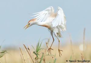 7830 Nesting Cattle Egret (Bubulcus ibis), Anahuac NWR, Texas