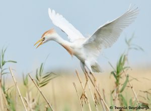 7831 Nesting Cattle Egret (Bubulcus ibis), Anahuac NWR, Texas