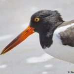 7812 American Oystercatcher (Haematopus palliates), Anahuac NWR, Texas