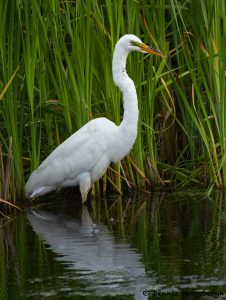 7815 Great Egret (Ardea alba), Anahuac, Texas