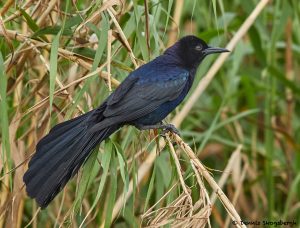 7854 Boat-tailed Grackle (Quiscalus major), Anahuac NWR, Texas