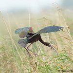 7816 Nesting White-faced Ibis (Pegadis chihi), Anahuac NWR, Texas