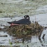 7811 Nesting Black-necked Stilt (Himantopus mexicanus), Anahuac, Texas