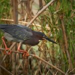 7807 Green Heron (Butorides virescens), Anahuac NWR, Texas