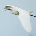 7843 Snowy Egret (Egretta thula), Anahuac NWR, Texas