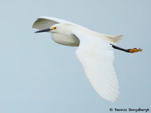 7843 Snowy Egret (Egretta thula), Anahuac NWR, Texas