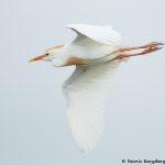 7838 Breeding Cattle Egret (Bubulcus ibis), Anahuac NWR, Texas