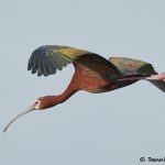 7817 White-faced Ibis (Pegadis chihi), Anahuac NWR, Texas