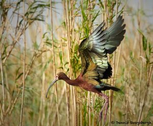 7818 Nesting White-faced Ibis (Pegadis chihi), Anahuac NWR, Texas