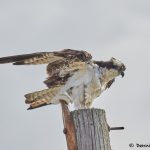 7913 Osprey (Pandion haliaetus), Bolivar Peninsula, Texas