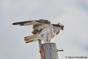 7913 Osprey (Pandion haliaetus), Bolivar Peninsula, Texas