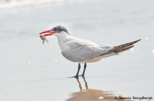 7912 Caspian Tern (Hydroprogne casspia), Bolivar peninsula, Texas