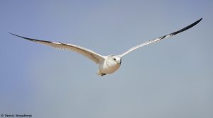 7859 Ring-billed Gull (Laurs delawarensis)