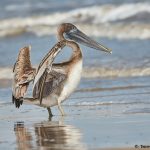 7860 Juvenile Brown Pelican (Pelicanus occidentals), Bolivar Peninsula, Texas