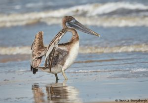 7860 Juvenile Brown Pelican (Pelicanus occidentals), Bolivar Peninsula, Texas