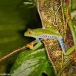 1995 Red-eyed Green Tree Frog (Agalychnis callidryas), Arenal Oasis Lodge, Costa Rica