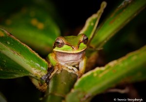 1993 White-lipped Tree Frog (Litoria infrafrenat), Arenal Oasis Lodge, Costa Rica