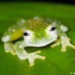 7962 Fleischmann's Glass Frog (Hyalinobatrachium fleischmanni), Arenal Oasis Lodge, Costa Rica